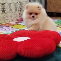 Мальчик померанкского шпица, в г.Амстердам