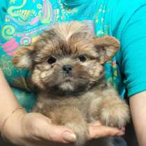 Мальчик shorkie, в Москве