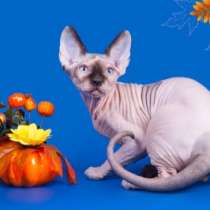 Маленькое чудо- Эльф, Двэльф, бамбино, сфинкс ищет Вас, в Саратове