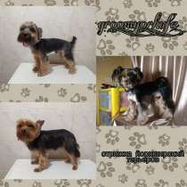 Стрижка йорков, в Уфе