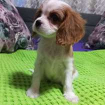 Кавалер - Кинг - Чарльз спаниель, в г.Аренсбург