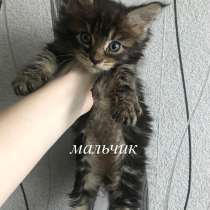 Бронь котят мейн-кун, в Новом Осколе