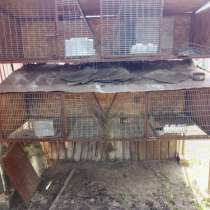 Клетки для кроликов, в Балашове