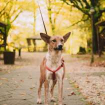 Пеппи, в г.Амстердам