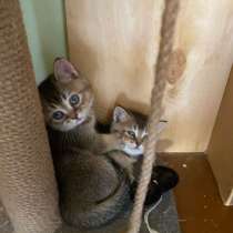 Британская золотая Шиншила, в Барнауле