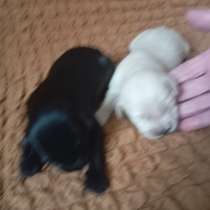 Щенки, в Абакане