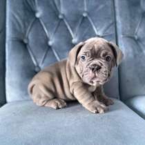 Французский бульдог, в г.Таллин