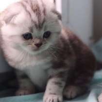 Шотландские и британские котята, в Москве