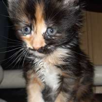 Котята Мейн-кун, в г.Гомель