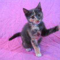 !!!Лоток я знаю!!! Лепестки! на песок…, в г.Усть-Каменогорск