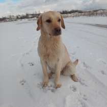 Щенки лабрадора, в г.Цюрих