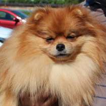 Вязка с шикарным мальчиком шпица, в Армавире