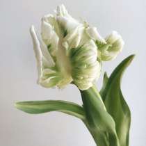 Тюльпаны оптом Супер Пэррот в Красноярске, в Красноярске