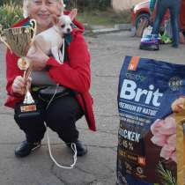 Подрощенная девочка-чихуашка, в Севастополе