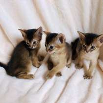 Абиссинские котята, в Екатеринбурге