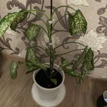 Диффенбахия, в Москве