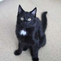 Очень приятный во всех отношениях котик ищет дом, в Санкт-Петербурге