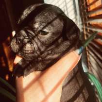 Щенки французского бульдога, в г.Переяслав-Хмельницкий