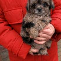 Кукольная девочка мальтипу, в г.Пезаро