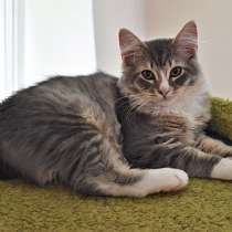 Маленький аристократ Добрыня, ласковый котенок в добрые руки, в Санкт-Петербурге