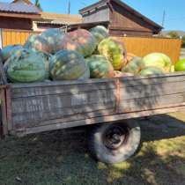 Продам тыкву, в Минусинске