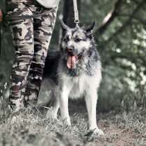 Невероятно обаятельный и умный, метис хаски Миша в дар, в Москве