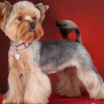 Стрижка и тримминг собак у вас дома (все районы Москвы)., в Москве