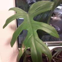 Традисканция пурпурно- фиолетовая фмр, в Краснодаре