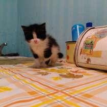 Котёнок найден на улице, в Ижевске