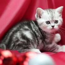 Шотландские котята на продажу: страйты и фолды, в Москве