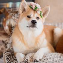 Продажа Акита ину, в г.Минск