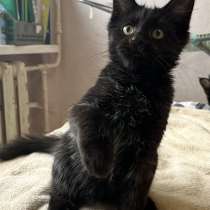 Чисто черный котенок Мейн-Кун, в Санкт-Петербурге