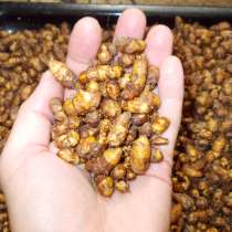 Чуфа, Орех земляной, Тигровый орех, Сыть, в Новосибирске