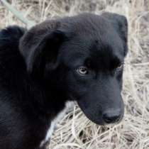 Щенок ищет дом. Срочно! Наро-Фоминск, в Наро-Фоминске