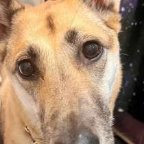 Надежная, умная, преданная и очень ласковая собакодруг, в Санкт-Петербурге