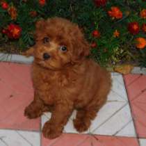 Maltipoo boy. Red brown, в г.Гамбург