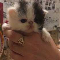 Персидский мальчик от супер родителей, в Вологде