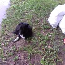 Собачка ищет хозяина, в Переславле-Залесском