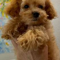 Той пудель, в г.Анталия