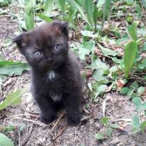 Шотландские котята скотиш-фолды(вислоухие) и скотиш-страйты, в г.Бишкек