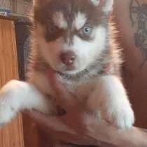 Сибирская хаски девочка, в Зернограде