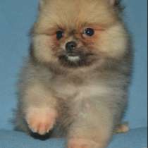 Померанский шпиц, в г.Ладенбург