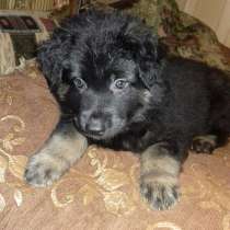 Прелестные восточно-европейских овчарок, в Москве