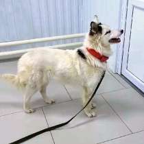 Белый медведь Самсон,изумительный домашний пес в добрые руки, в Санкт-Петербурге