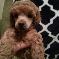 Щенок той-пуделя (девочка), в Челябинске