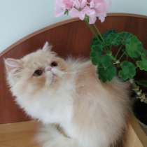 Персидский котенок, кошечка, в Симферополе