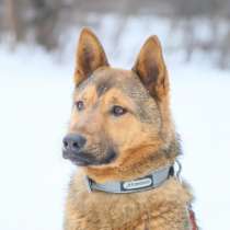 Отдам в добрые руки!, в Москве