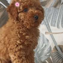 Toy puddle. Red girl, в г.Берлин