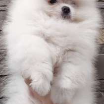 Померанский шпиц, в г.Аланья