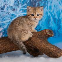 Британский котик, в Санкт-Петербурге